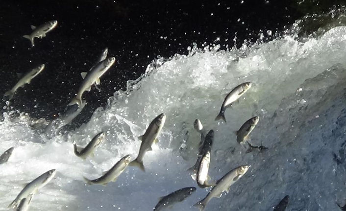 Dünyada sadece Van Gölü’nün sodalı sularında yaşayabilen ve üreme dönemi