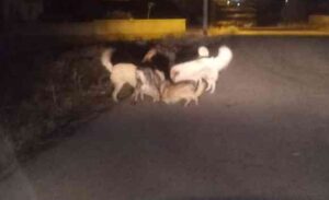 İçişleri Bakan Yardımcısı Bülent Turan, Bartın’da gerçekleştirdiği ziyaret kapsamında sokak