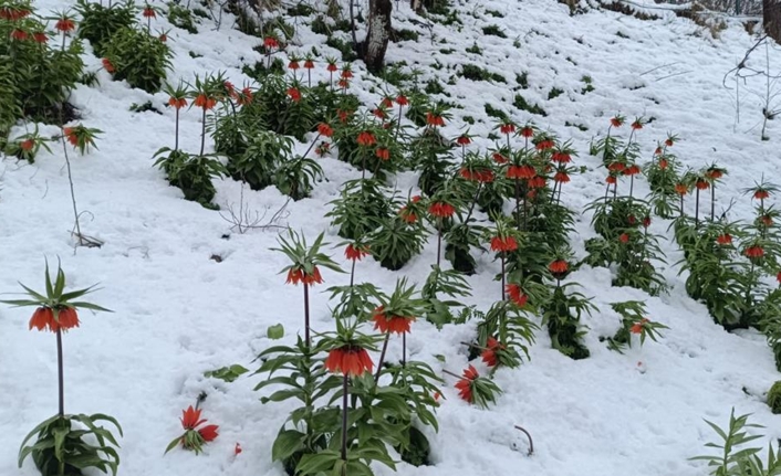 Meteoroloji Genel Müdürlüğü’nün uyarılarının ardından Van’ın Bahçesaray ilçesinde kar yağışı