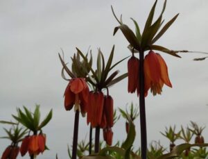 Van’da mest eden ters laleler açtı! Koparanın başı yandı, cezası dudak uçuklattı