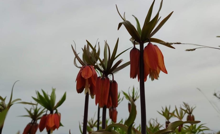 Gevaş ilçesinde baharın gelişiyle birlikte doğa canlandı. ‘Hüznün çiçeği’ olarak