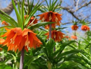 Van’da açan ters laleler mest etti! Koparanın başı yandı, cezası dudak uçuklattı