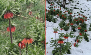 Her mevsimiyle ayrı bir güzelliğe sahip olan Van, Nisan ayının