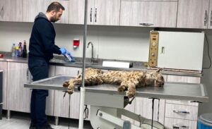 Bitlis merkeze bağlı Kireçtaşı köyünde vatandaşlar tarafından bitkin halde bulunan