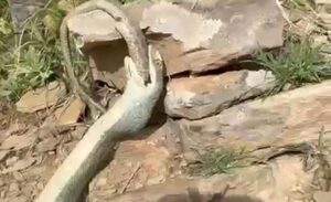 Ceylanlı köyü kırsalında doğa yürüyüşüne çıkan bir grup doğasever, ender