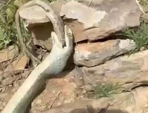 Hakkari’de şoke eden görüntü! İki yılan ölü halde bulundu
