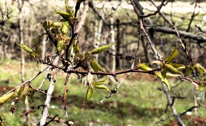 Türkiye genelinde bahar aylarında etkili olan soğuk hava dalgası ve