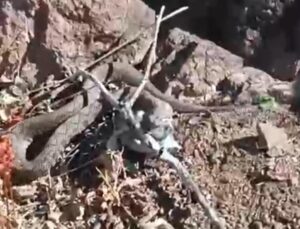 Van’da ilk defa görüntülendi! Zehirli bu yılanı gördüğünüzde hemen kaçın