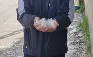 Van’da her yıl Mayıs ve Haziran aylarında ortaya çıkan kavak