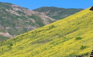 Otluca köyünde hidroelektrik santrali yakınlarında meydana gelen sıra dışı doğa