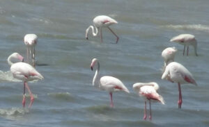Van Gölü Havzası’nda yaz aylarında konaklayan binlerce flamingo, havaların ısınmasıyla