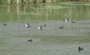 Türkiye’nin sulak alanlarının beşte birine sahip olan Van Gölü havzası,