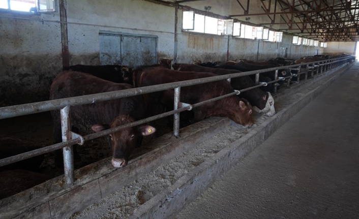 Kurban Bayramı öncesinde hayvan sevkiyatının yoğunlaştığı Muş’ta, yaklaşık 30 bin