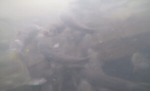 Sadece Van Gölü’nde yaşayan endemik balık türü inci kefali, su