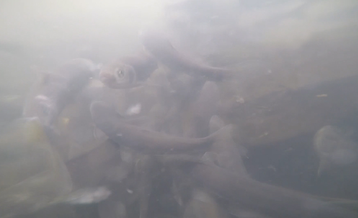 Sadece Van Gölü’nde yaşayan endemik balık türü inci kefali, su