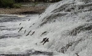 Van Gölü’nde yaşayan ve sadece bu gölde bulunan inci kefali,