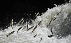 Van Yüzüncü Yıl Üniversitesi (Van YYÜ) Su Ürünleri Fakültesi Dr.