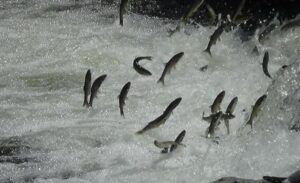 Van Gölü’nün tuzlu ve sodalı sularında yaşayan inci kefalleri, üremek