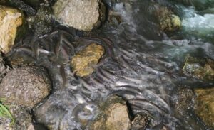 Dünyada yalnızca Van Gölü’nde yaşayan ve her yıl üreme döneminde