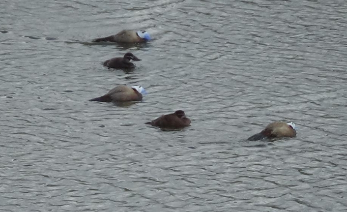 Türkiye’nin en önemli sulak alanlarına ev sahipliği yapan Van Gölü