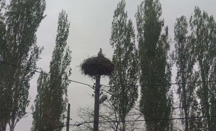 Özalp ilçesinde, Yukarı Dönerdere Mahallesi’ndeki bir elektrik direği 48 yıldır