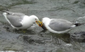 Dünyada sadece Van Gölü’nde yaşayan inci kefalinin tatlı sulara doğru