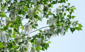 Van Eğitim ve Araştırma Hastanesi Göğüs Hastalıkları Uzmanı Dr. Siahmet