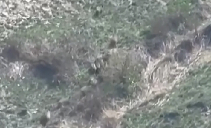 Yüksekova ilçesine bağlı Esendere beldesi kırsalında sürü halinde gezen yaban