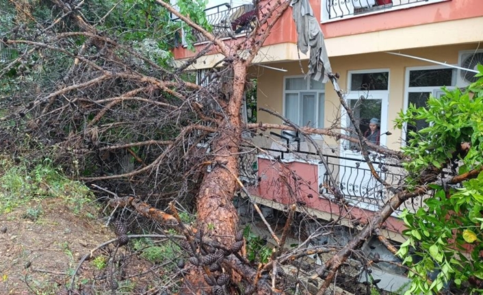Manavgat Kasaplar Mahallesi 3636 Sokak’ta, boş bir arazide kurumuş çam