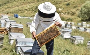 Bahar aylarında yeterli yağış alınmaması nedeniyle nektar sağlayan bitkiler gelişemedi.