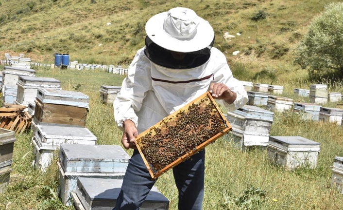 Bahar aylarında yeterli yağış alınmaması nedeniyle nektar sağlayan bitkiler gelişemedi.