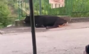 İzmit ilçesi Yenidoğan Mahallesi Üstün Sokak’ta bayram sabahı ilginç ve