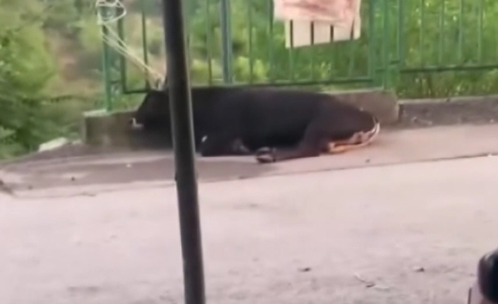 İzmit ilçesi Yenidoğan Mahallesi Üstün Sokak’ta bayram sabahı ilginç ve