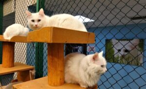 Van Kedi Villası, 2025 yılı boyunca hem yerli hem de