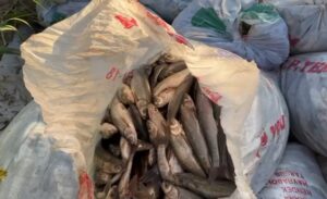 Van Valiliği, inci kefalinin üreme döneminde kaçak avcılıkla mücadele kapsamında