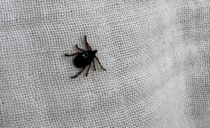 Sivas’ın Koyulhisar ilçesinde Kırım Kongo Kanamalı Ateşi (KKKA) şüphesiyle tedavi