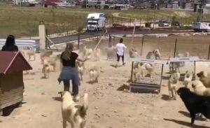 Van Büyükşehir Belediyesi’ne ait Kurubaş’taki doğal hayvan barınağında köpeklerin birbirine