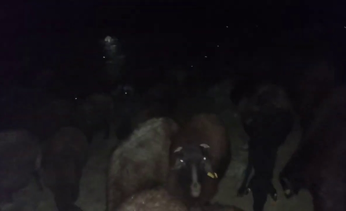 Muş merkeze bağlı Ziyaret köyünde gece saatlerinde otlatılmak için meraya