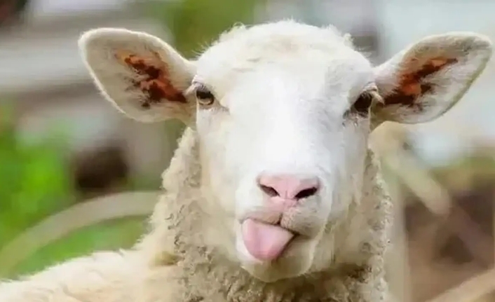 Kurban Bayramı 2025’in gelmesiyle birlikte, sevdiklerinden uzakta olan vatandaşlar en