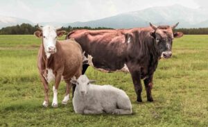 Haziran ayının gelmesiyle birlikte 2025 Kurban Bayramı heyecanı da giderek