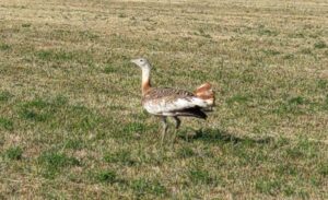Geçtiğimiz ay Muş’ta yaralı olarak bulunan toy kuşu, Van Yüzüncü