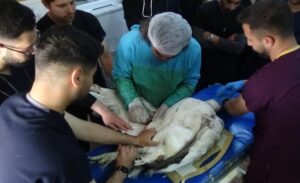 Muş’ta geçen ay kanadından yaralı halde bulunan ve nesli tükenmekte