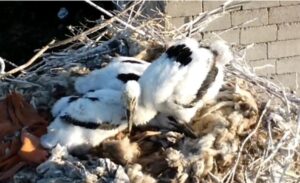 Özalp ilçesine bağlı Hacı Ali Mahallesi’nde baz istasyonu direğine yuva