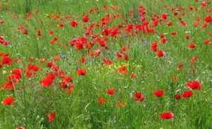 Türkiye’nin doğusunda yer alan Van’da yaz mevsiminin gelişiyle birlikte doğa