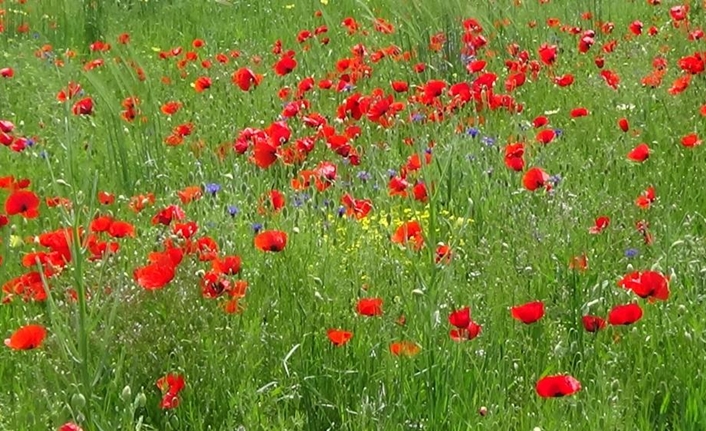 Türkiye’nin doğusunda yer alan Van’da yaz mevsiminin gelişiyle birlikte doğa