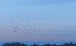 Tuşba ilçesinde bulunan Van Gölü semalarında yüzlerce sığırcık kuşunun sergilediği