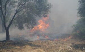 Edremit ilçesinde zeytinlik alanda çıkan yangına müdahale çalışmaları sürüyor. Yangın,