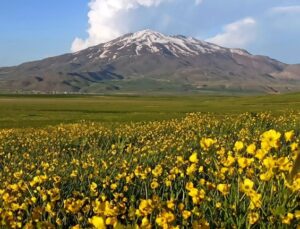 Bitlis’ten muhteşem manzaralar! Yayla çiçeklerle renklendi, yeşil ve mavinin uyumu