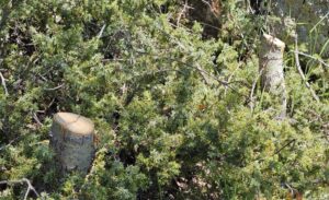 Tatvan ilçesindeki Nemrut Kalderası’nda kimliği belirsiz kişi ya da kişiler