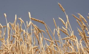 Bitlis’te buğday ve arpa hasadı başladı. 2025 yılı hasat sezonunda